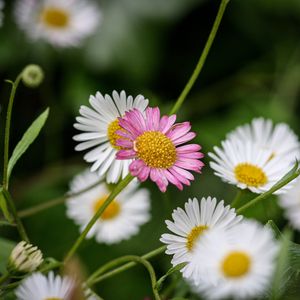 Preview wallpaper flowers, petals, plants, garden