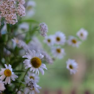 Preview wallpaper flowers, petals, plants, macro