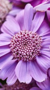 Preview wallpaper flowers, petals, plants, purple, macro