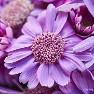 Preview wallpaper flowers, petals, plants, purple, macro