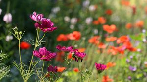 Preview wallpaper flowers, petals, plants, macro, blur