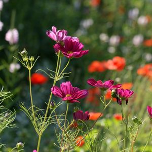 Preview wallpaper flowers, petals, plants, macro, blur