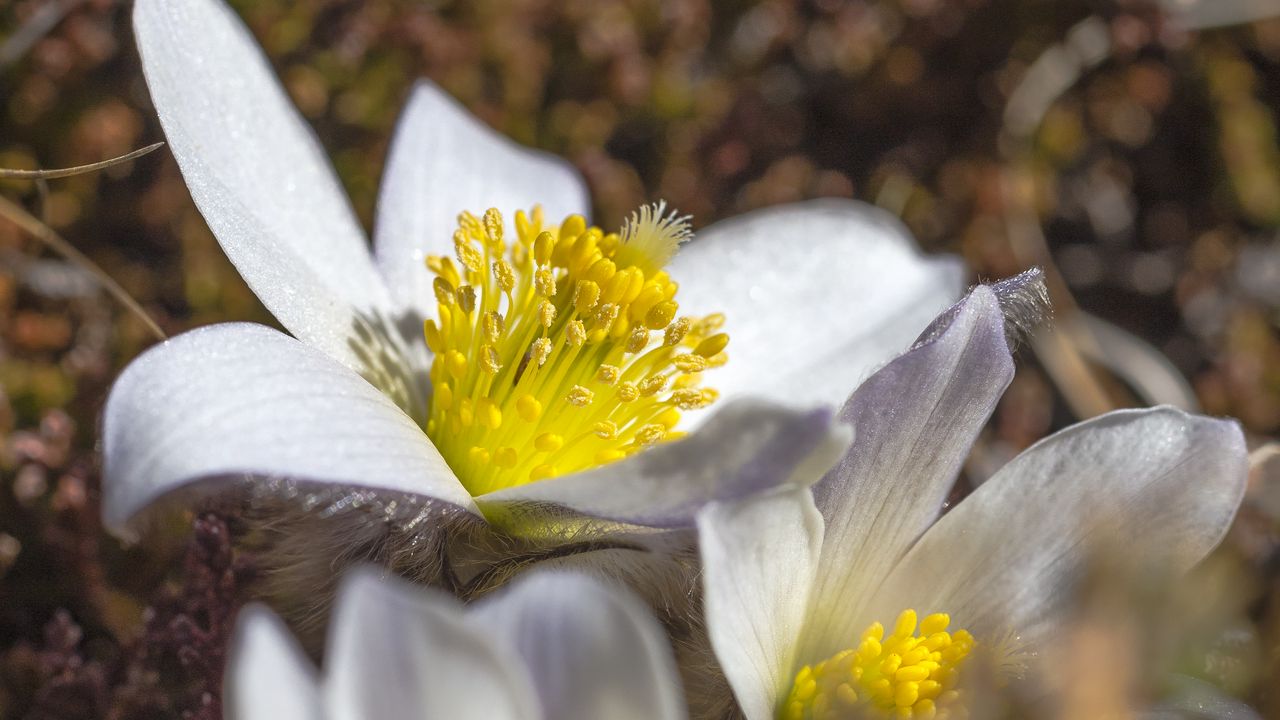 Wallpaper flowers, petals, pollen, macro