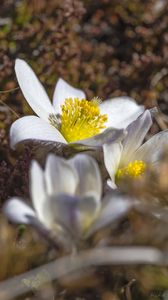 Preview wallpaper flowers, petals, pollen, macro