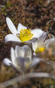 Preview wallpaper flowers, petals, pollen, macro