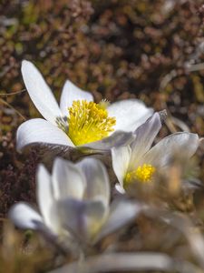 Preview wallpaper flowers, petals, pollen, macro