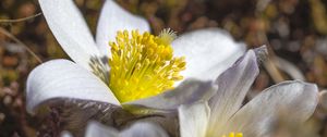 Preview wallpaper flowers, petals, pollen, macro