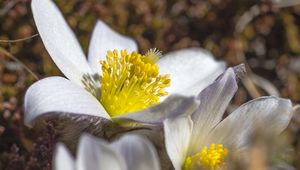 Preview wallpaper flowers, petals, pollen, macro