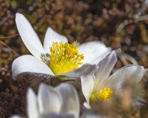 Preview wallpaper flowers, petals, pollen, macro