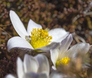 Preview wallpaper flowers, petals, pollen, macro