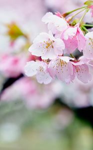 Preview wallpaper flowers, petals, pollen, pink, spring