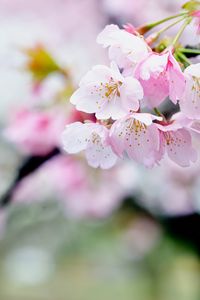 Preview wallpaper flowers, petals, pollen, pink, spring