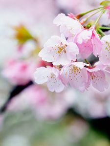 Preview wallpaper flowers, petals, pollen, pink, spring