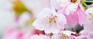 Preview wallpaper flowers, petals, pollen, pink, spring