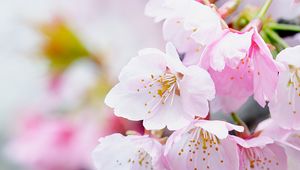 Preview wallpaper flowers, petals, pollen, pink, spring