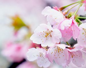 Preview wallpaper flowers, petals, pollen, pink, spring