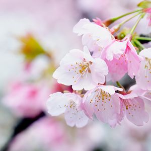 Preview wallpaper flowers, petals, pollen, pink, spring