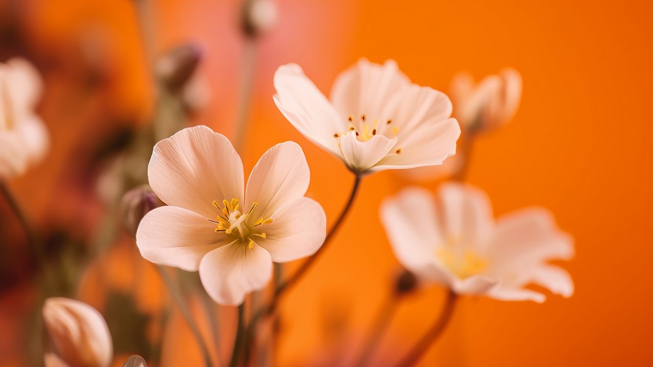 Wallpaper flowers, petals, pollen, white, orange