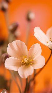 Preview wallpaper flowers, petals, pollen, white, orange