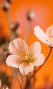 Preview wallpaper flowers, petals, pollen, white, orange