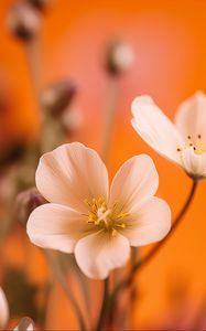 Preview wallpaper flowers, petals, pollen, white, orange