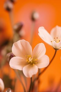 Preview wallpaper flowers, petals, pollen, white, orange