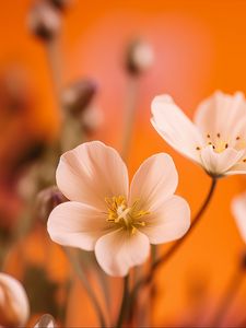 Preview wallpaper flowers, petals, pollen, white, orange