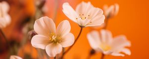 Preview wallpaper flowers, petals, pollen, white, orange