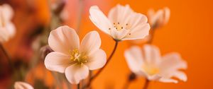 Preview wallpaper flowers, petals, pollen, white, orange