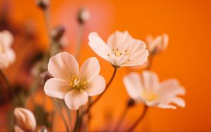 Preview wallpaper flowers, petals, pollen, white, orange