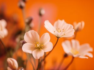 Preview wallpaper flowers, petals, pollen, white, orange