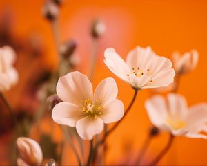 Preview wallpaper flowers, petals, pollen, white, orange