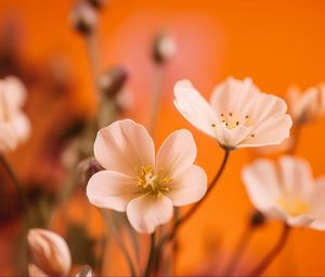 Preview wallpaper flowers, petals, pollen, white, orange