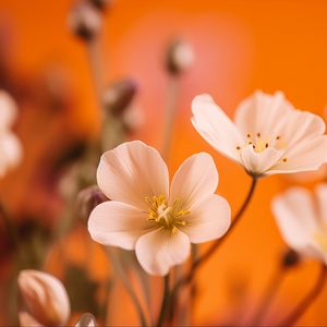 Preview wallpaper flowers, petals, pollen, white, orange