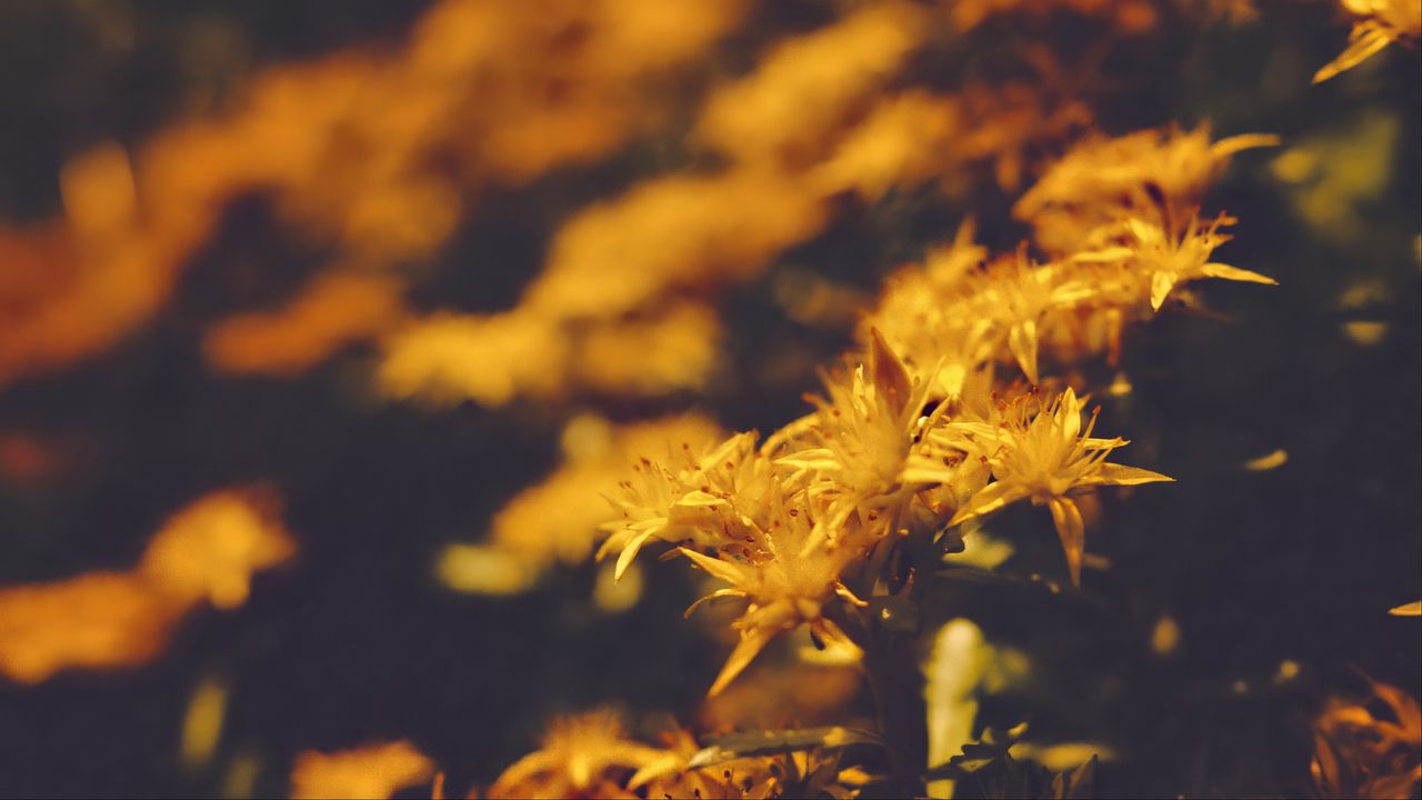 Wallpaper flowers, petals, pollen, yellow