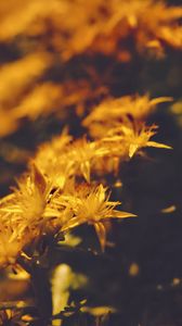 Preview wallpaper flowers, petals, pollen, yellow