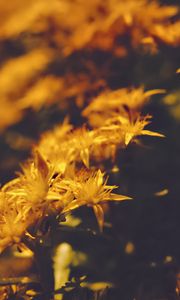 Preview wallpaper flowers, petals, pollen, yellow