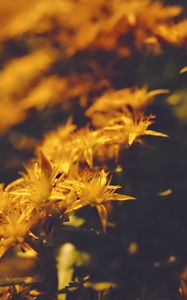 Preview wallpaper flowers, petals, pollen, yellow