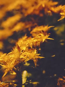 Preview wallpaper flowers, petals, pollen, yellow