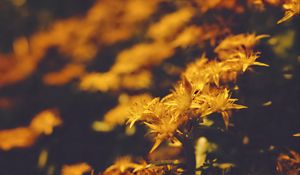 Preview wallpaper flowers, petals, pollen, yellow