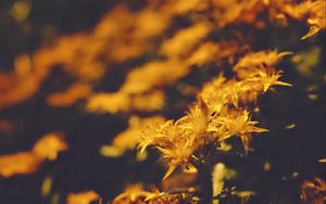 Preview wallpaper flowers, petals, pollen, yellow