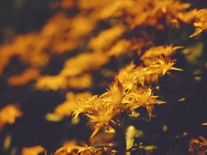 Preview wallpaper flowers, petals, pollen, yellow