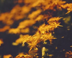 Preview wallpaper flowers, petals, pollen, yellow