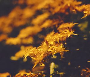 Preview wallpaper flowers, petals, pollen, yellow