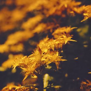 Preview wallpaper flowers, petals, pollen, yellow