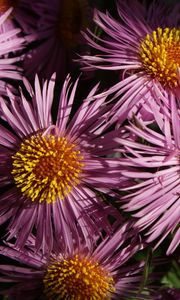 Preview wallpaper flowers, petals, pollen, close-up