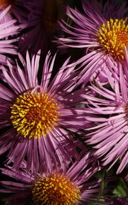 Preview wallpaper flowers, petals, pollen, close-up