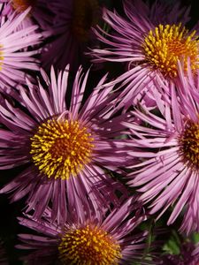 Preview wallpaper flowers, petals, pollen, close-up