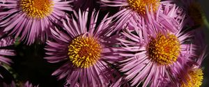 Preview wallpaper flowers, petals, pollen, close-up