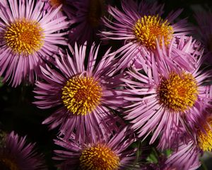 Preview wallpaper flowers, petals, pollen, close-up